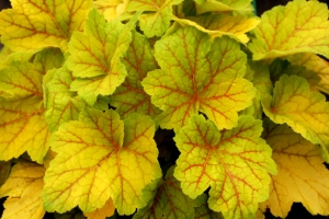 Heuchera 'Electra' 